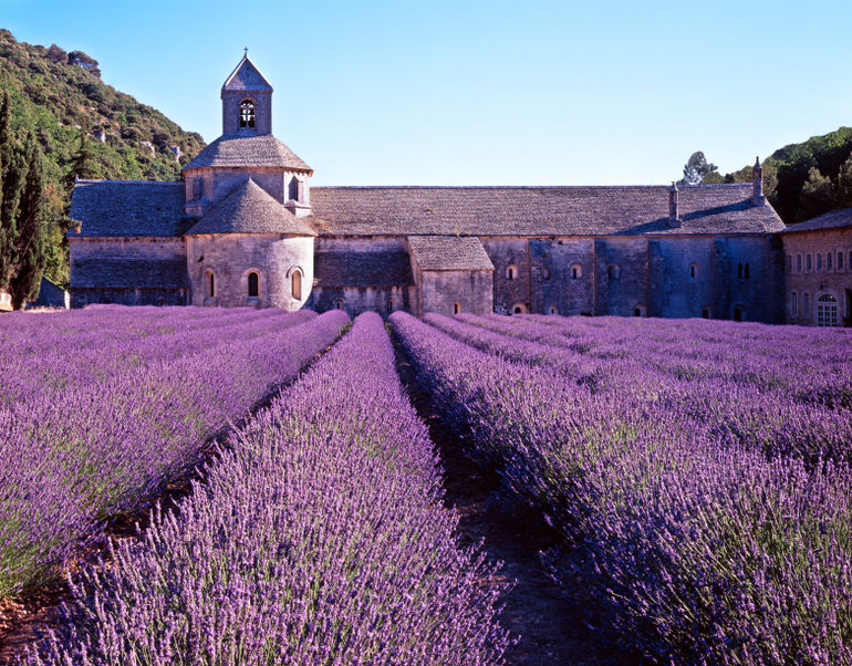 lavender_provence